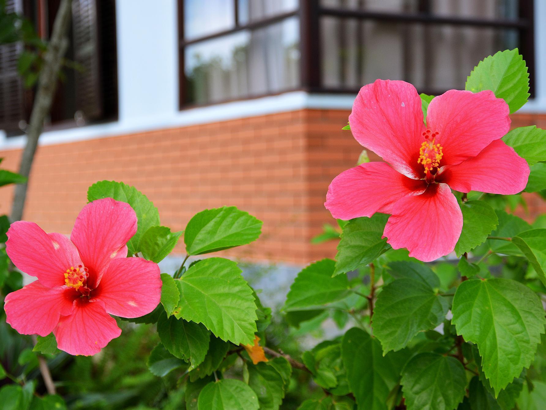 Garden Aroma Homestay ホイアン エクステリア 写真