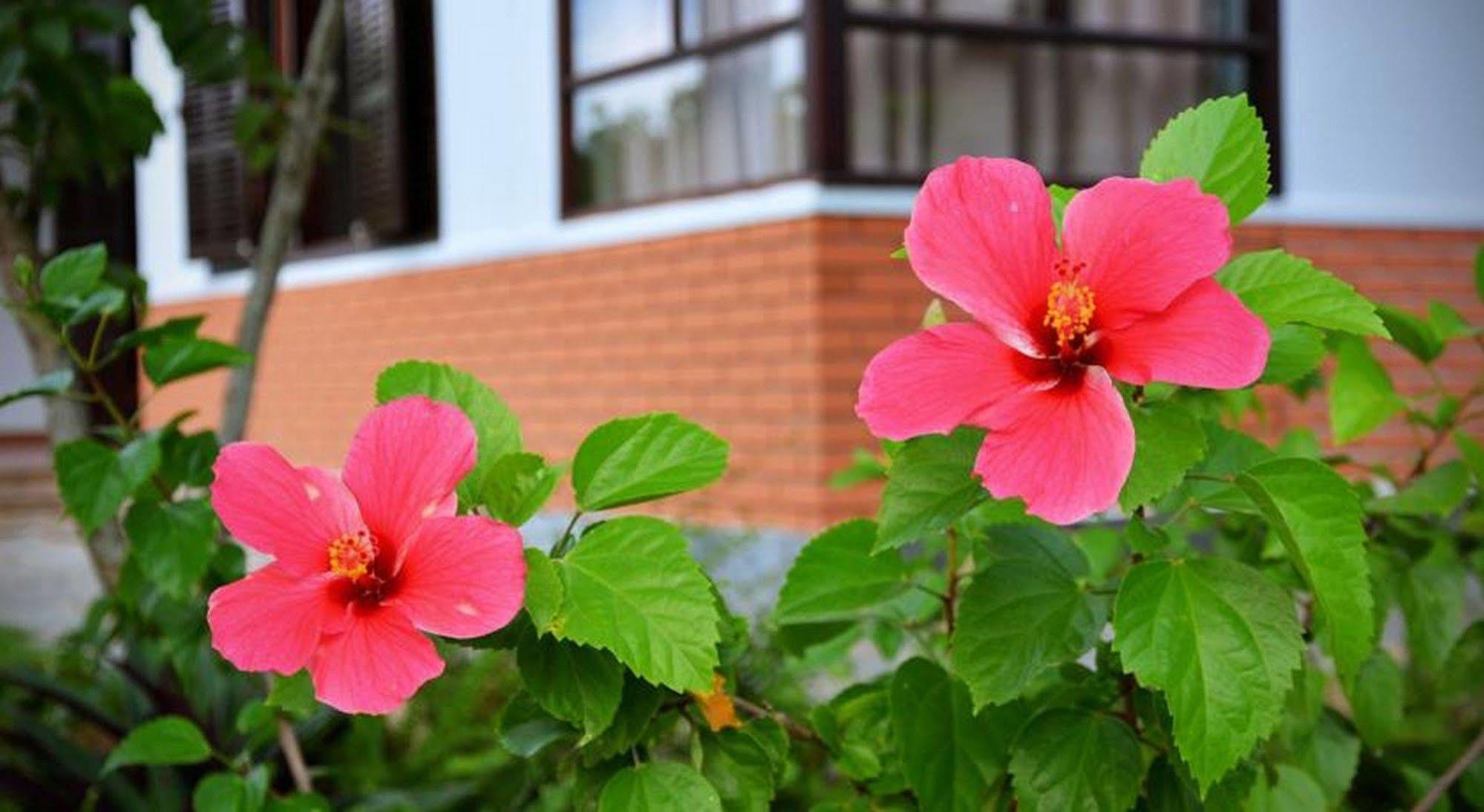 Garden Aroma Homestay ホイアン エクステリア 写真